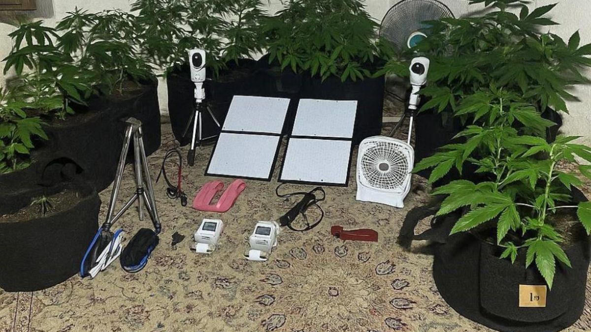 Aydın'da uzaktan kontrolle yetiştiren genç yakalandı