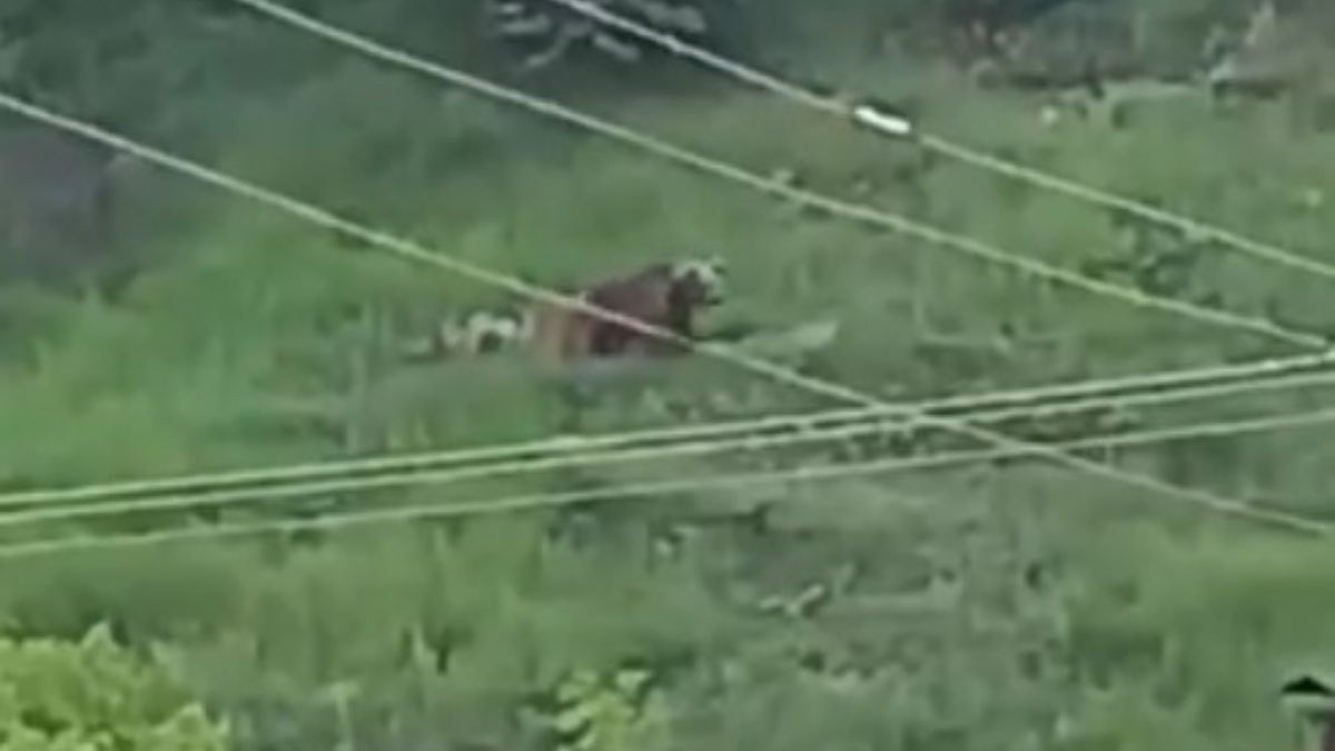 Gümüşhane'de şehre inen ayılar paniğe yol açtı