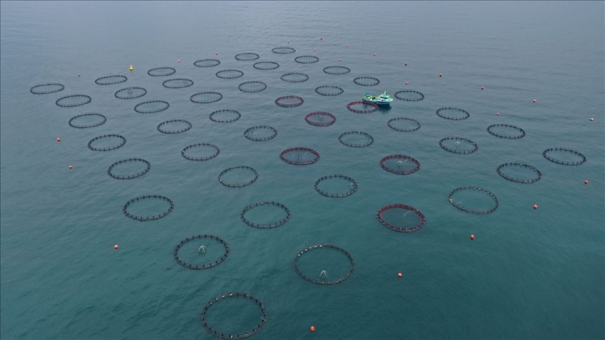 Yılın ilk 4 ayında Doğu Karadeniz'den 21 ülkeye su ürünü ihracatı