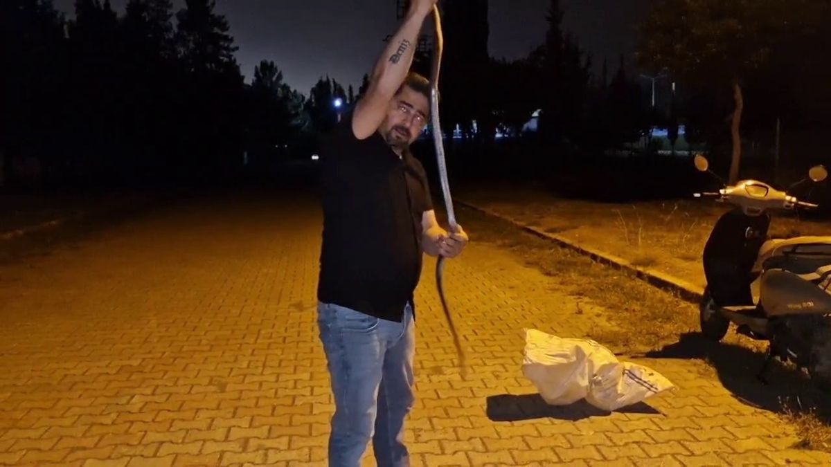 Hatay'da 1 buçuk metrelik yılanı nasihat vererek doğaya bıraktı