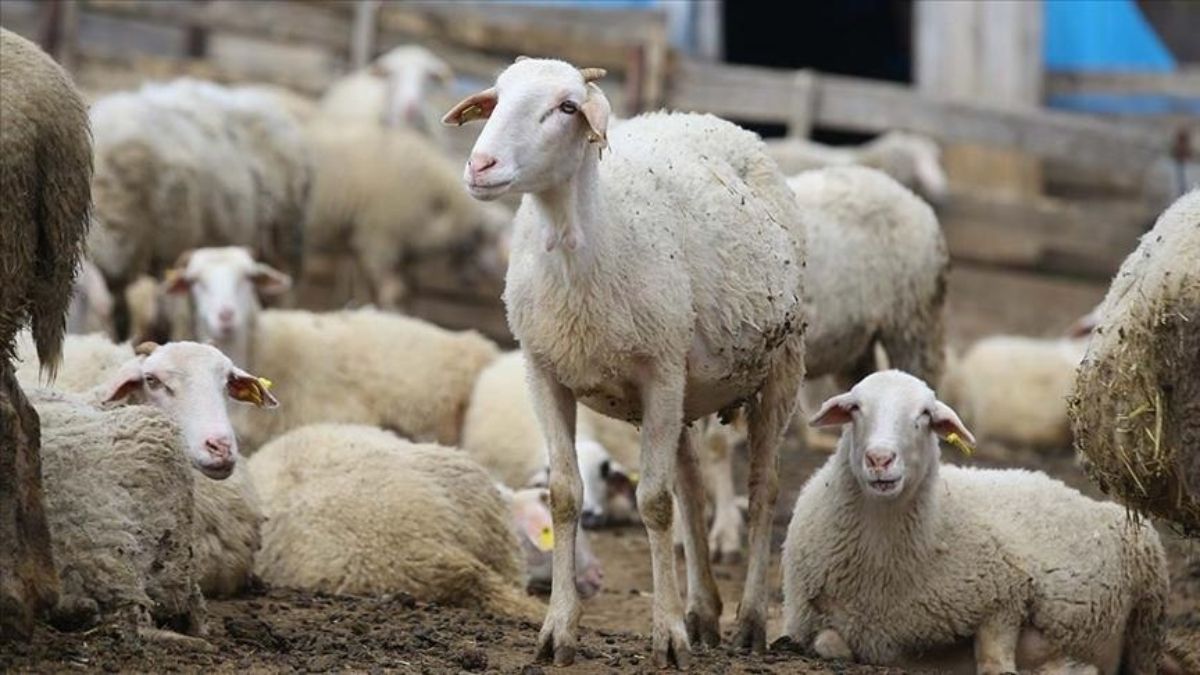 'Terörsüz Türkiye' sürecinin hayvancılığa katkı sağlaması bekleniyor