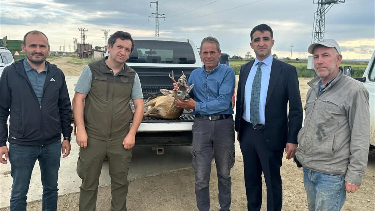 Edirne'de su kanalına düşen karaca çeltik işçileri tarafından kurtarıldı