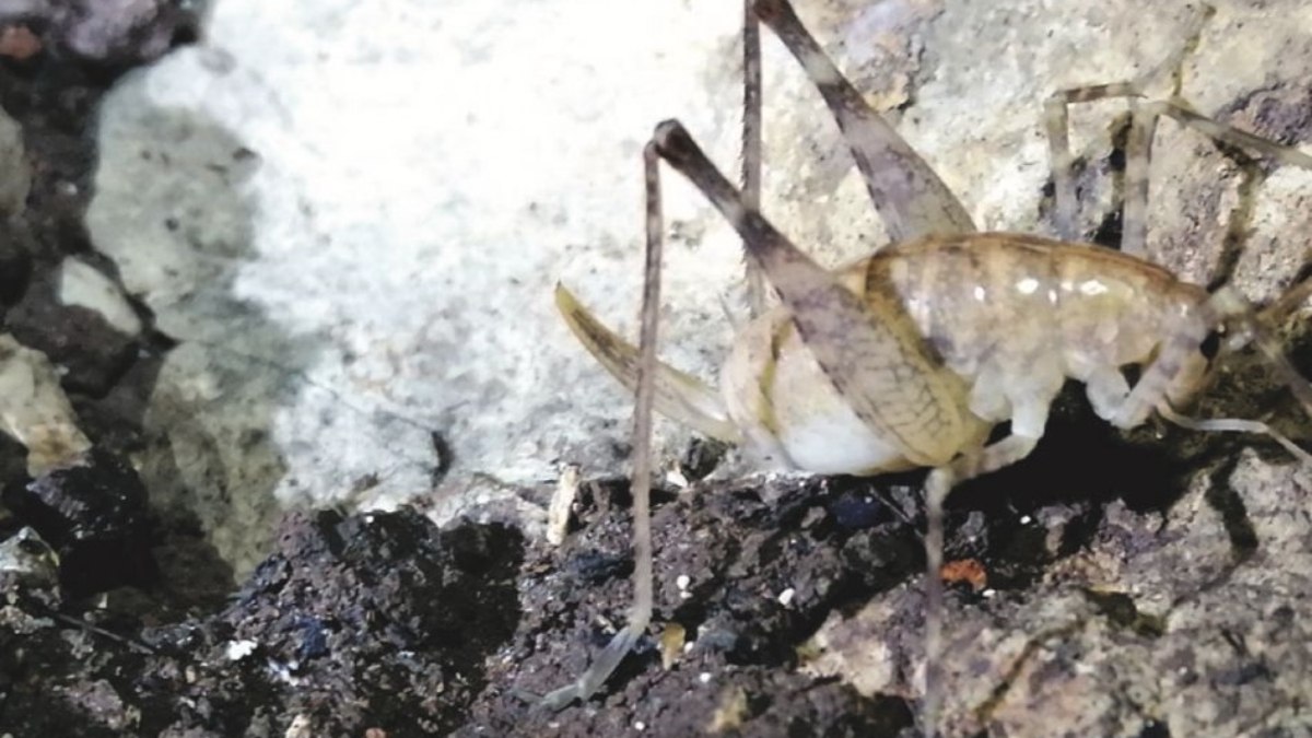 Diyarbakır'da bulunan yeni çekirge türüne 'Troglophilus diclensis' ismi verildi