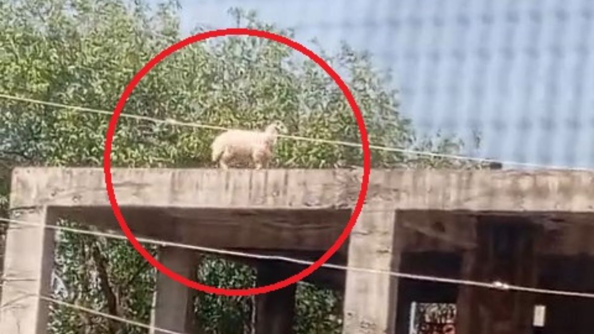 Diyarbakır'da koç 3 katlı binanın üzerine çıkınca, sahibi satmaktan vazgeçti