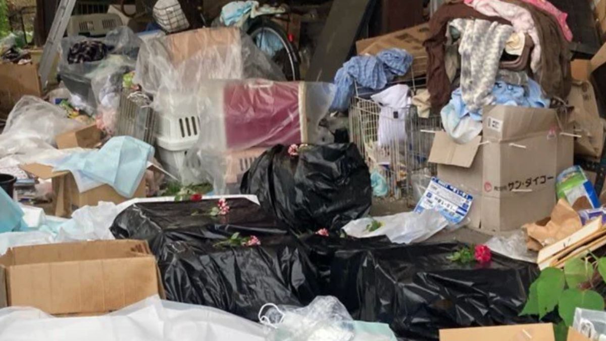 Japonya'da 'kedi gönüllüsü' kadının evinde yüzlerce ölü kedi bulundu