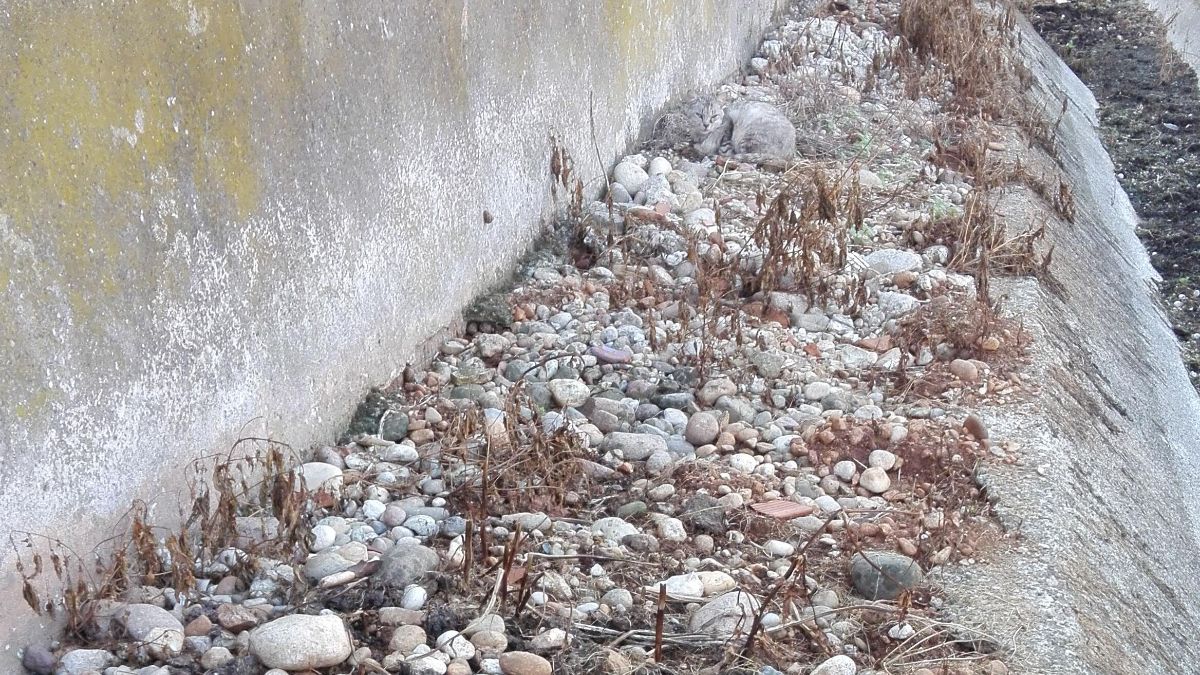 Resimdeki kedi nerede? Görenlerin sadece %5’i ilk bakışta fark ediyor!