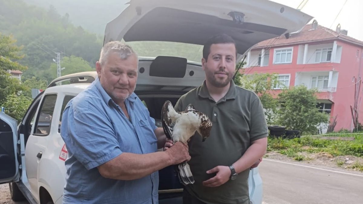 Kastamonu'da yaralı halde şahin bulundu
