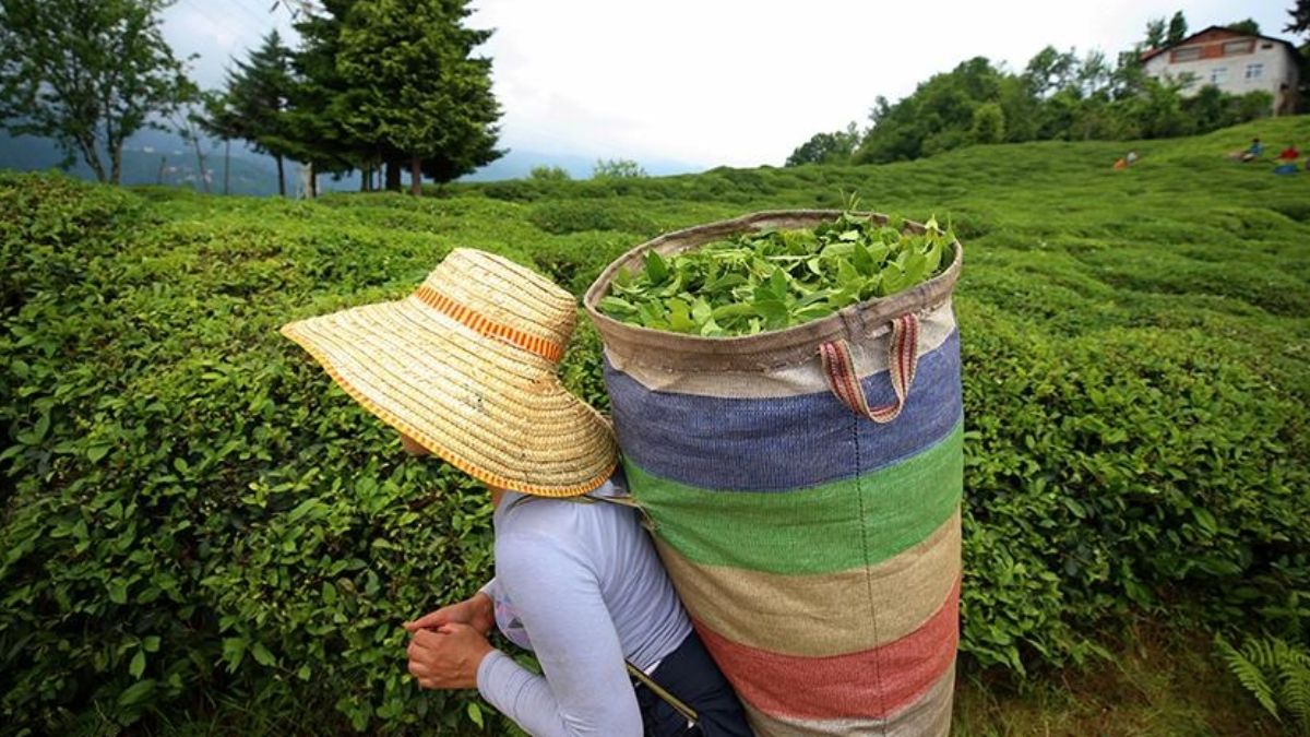 Rize'de çay hasadı sezonu: Üretici yüzde 35 zam bekliyor