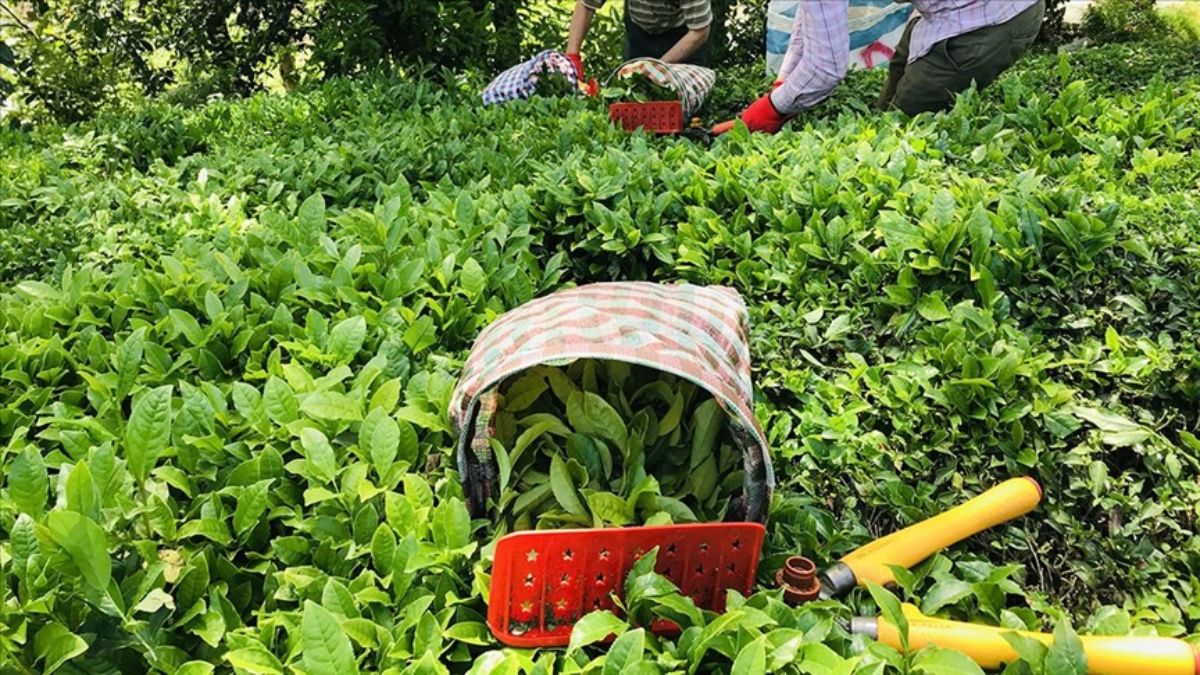 ÇAYKUR, kuru çay fiyatlarına yüzde 15 zam yaptı