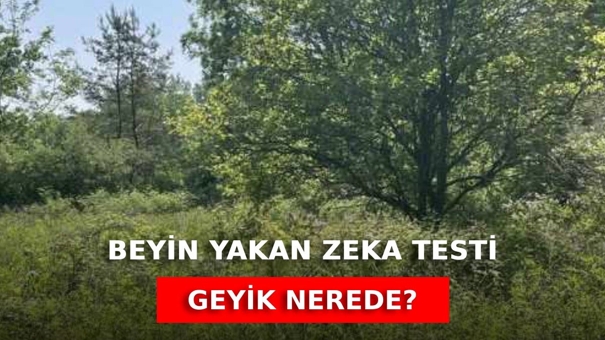 Bu testi geçenler zekada Einstein’ı solluyor! Geyiği 9 saniyede bulan dahi sayılıyor