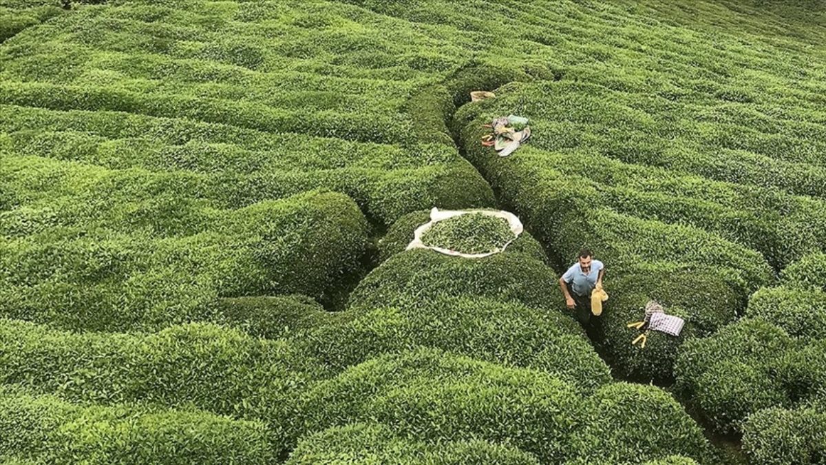 Rize'nin 5 aylık çay ihracatı yüzde 40 arttı