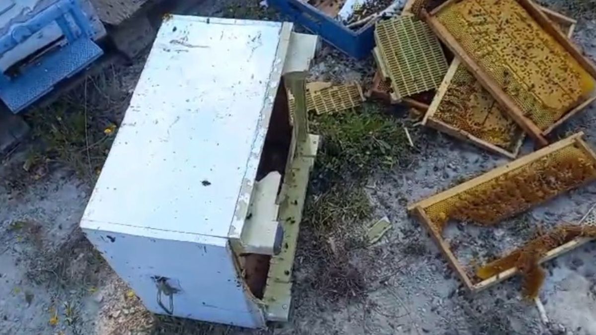 Bolu'da kovanlarına ayı saldırdı: Şükür, bir tanesini parçalamış