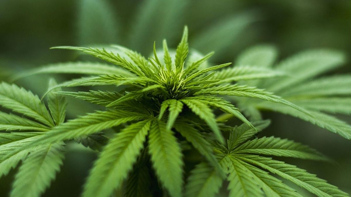 Yasak kalkt�: Eczanelerde kenevir sat�lacak