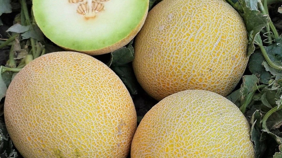 Kavunlarda pestisit alarmı: Ülke genelinde acil olarak toplatılıyor