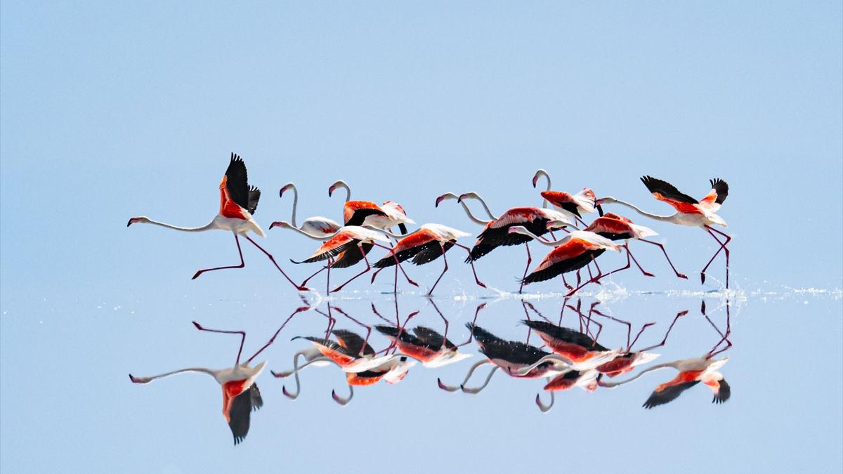 Kuraklık, Tuz Gölü'ndeki flamingo cennetini tehdit ediyor