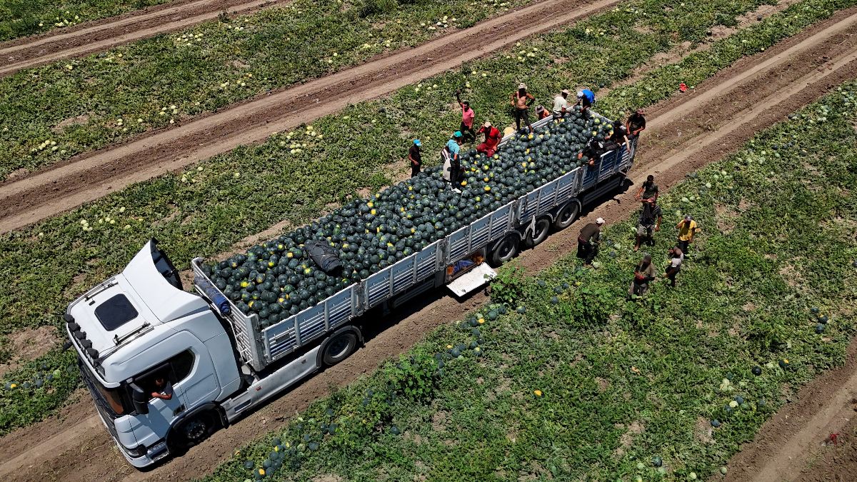Adana’da karpuz fiyatları dibe vurdu: Kilosu 2,5 lira