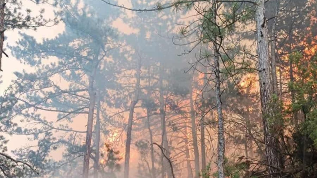 Bolu'da orman yangını havadan görüntülendi: 35 hektar alan zarar gördü