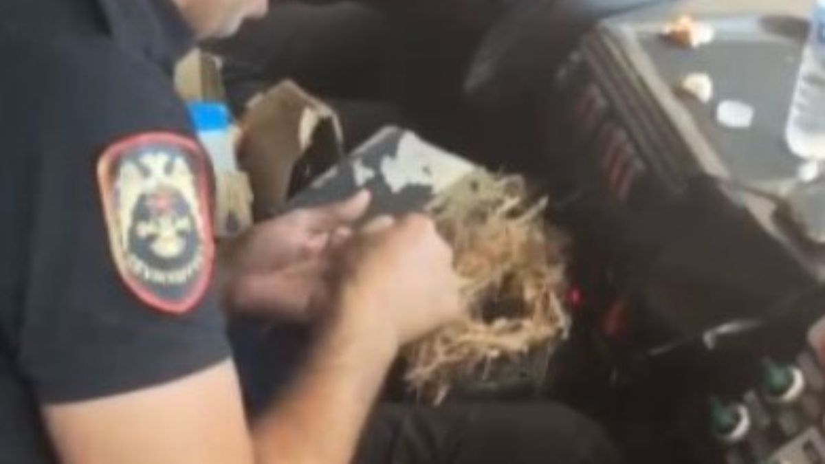 Hatay’da yangının ortasında kuş yuvasını kurtardılar