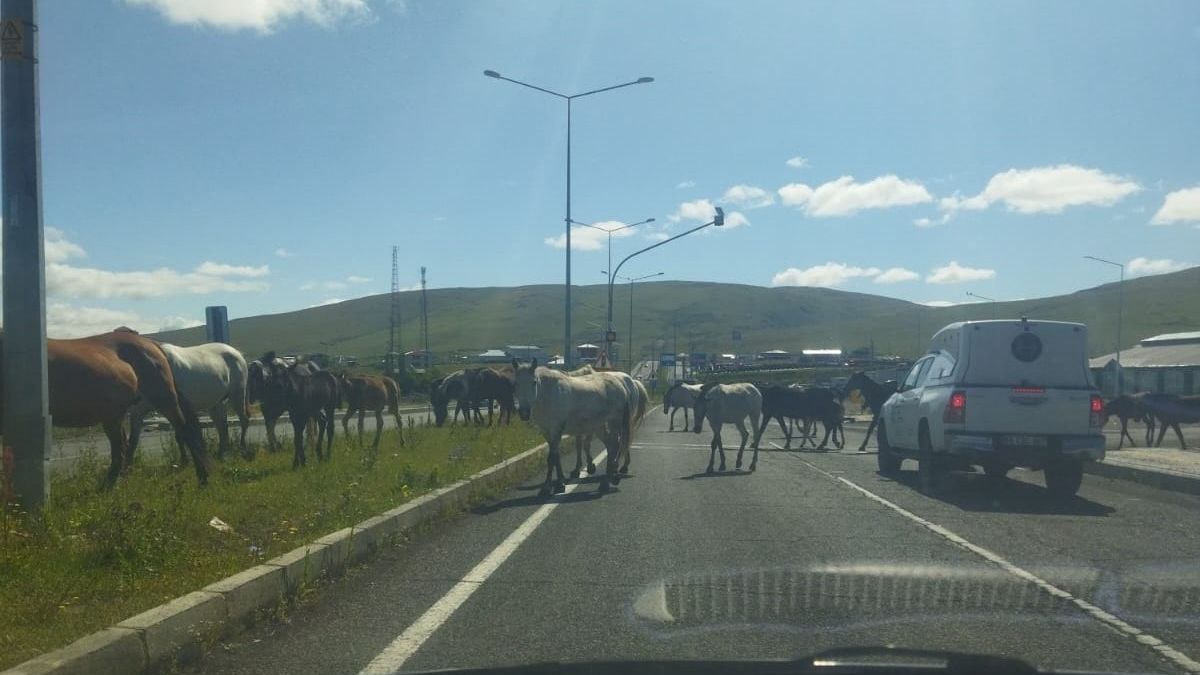 Ardahan’da başıboş atlar trafikte tehlike saçıyor