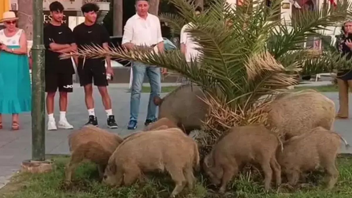 Kuşadası'nda aç kalan domuzlar şehir merkezine indi