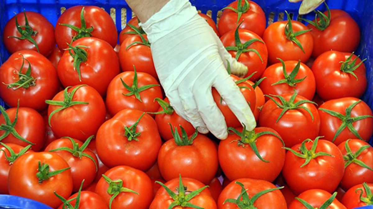 Domates alırken dikkat: Bu işaretler varsa geri bırakın!
