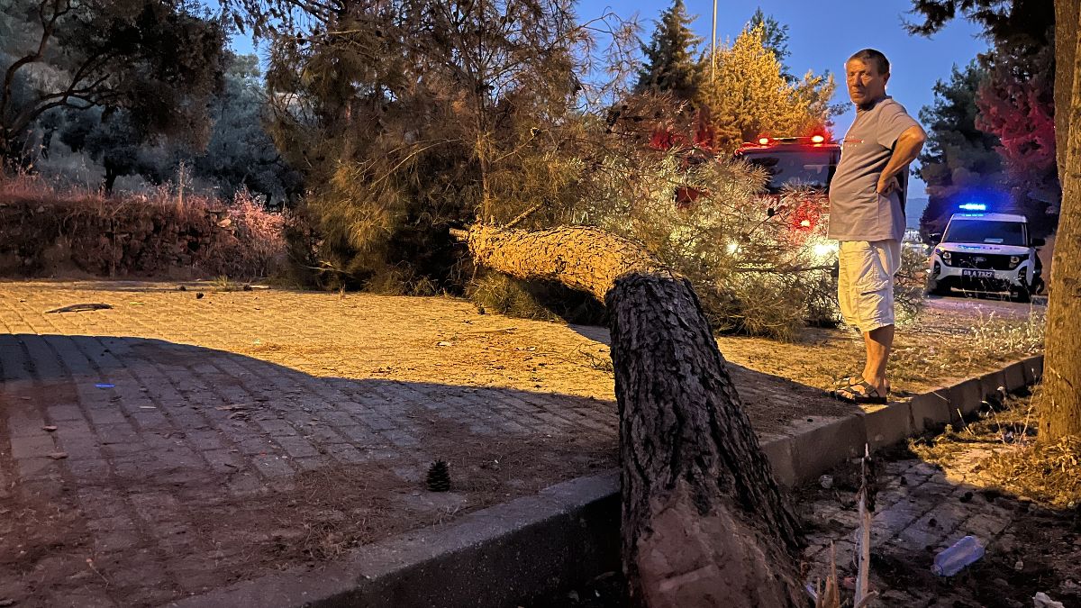 Aydın'da seyir halihdeki kamyonetin üzerine çam ağacı devrildi