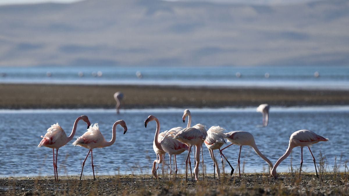 Van Erçek Gölü'nde kuraklık nedeniyle flamingo sayısı azaldı(