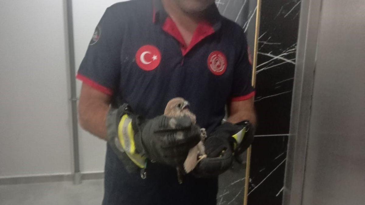 Batman'da korkuluğa sıkışan atmaca itfaiye ekiplerince kurtarıldı