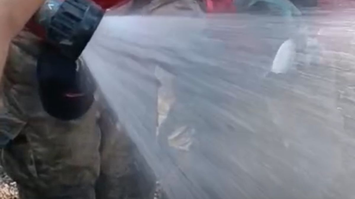 İzmir'deki orman yangınında canlı bulunan balığı itfaiye ekipleri kurtardı