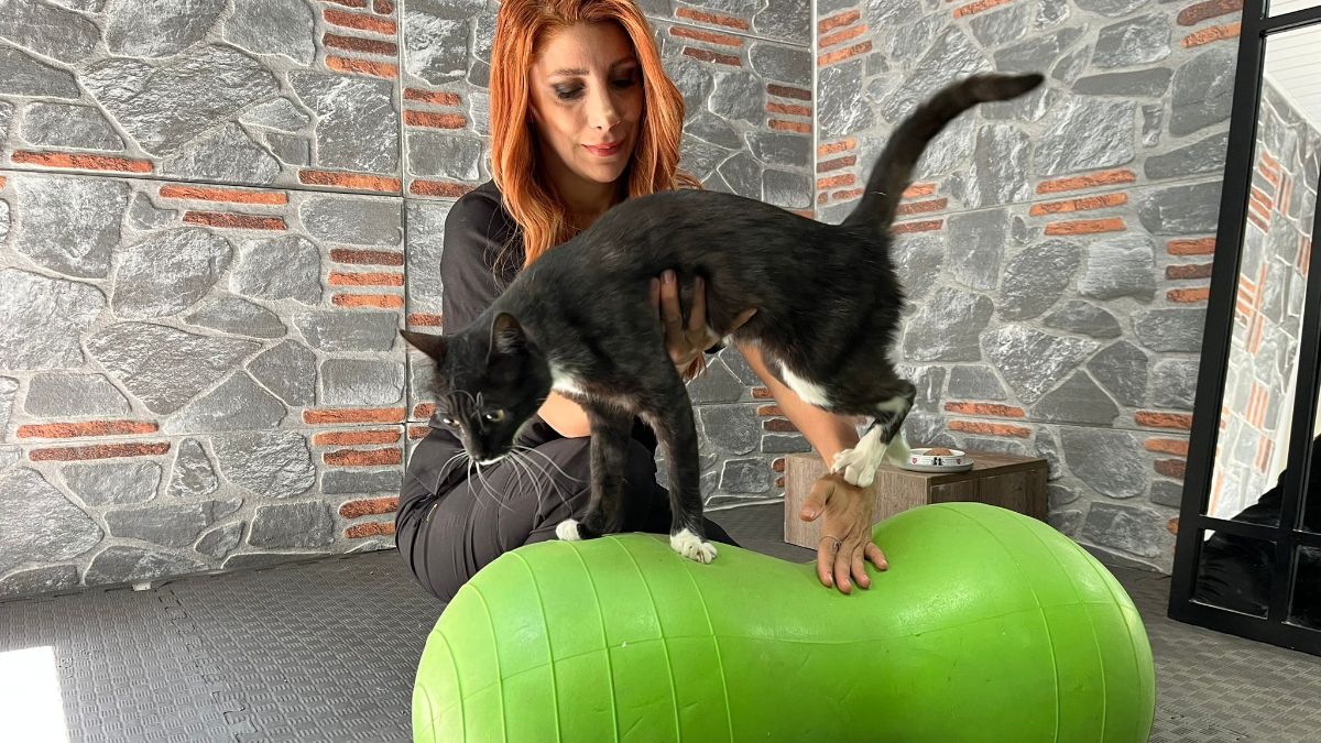 Ankara'da araba çarpan kedi, hayata tutundu