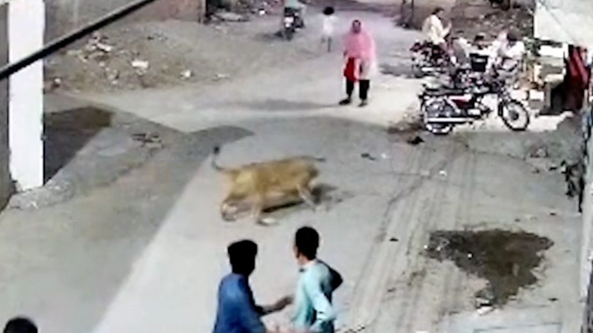 Pakistan'da beslendiği evden kaçan aslan dehşet saçtı
