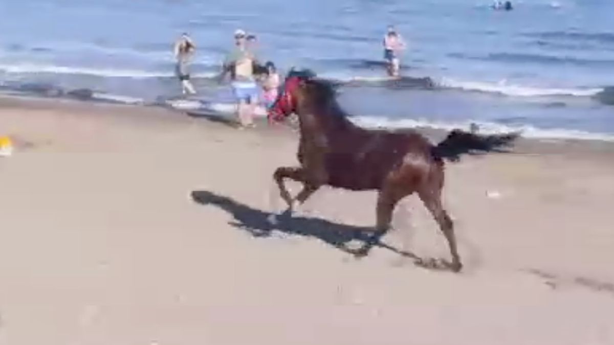 Antalya'da sahildeki başıboş at yola çıktı: Otomobil çarptı