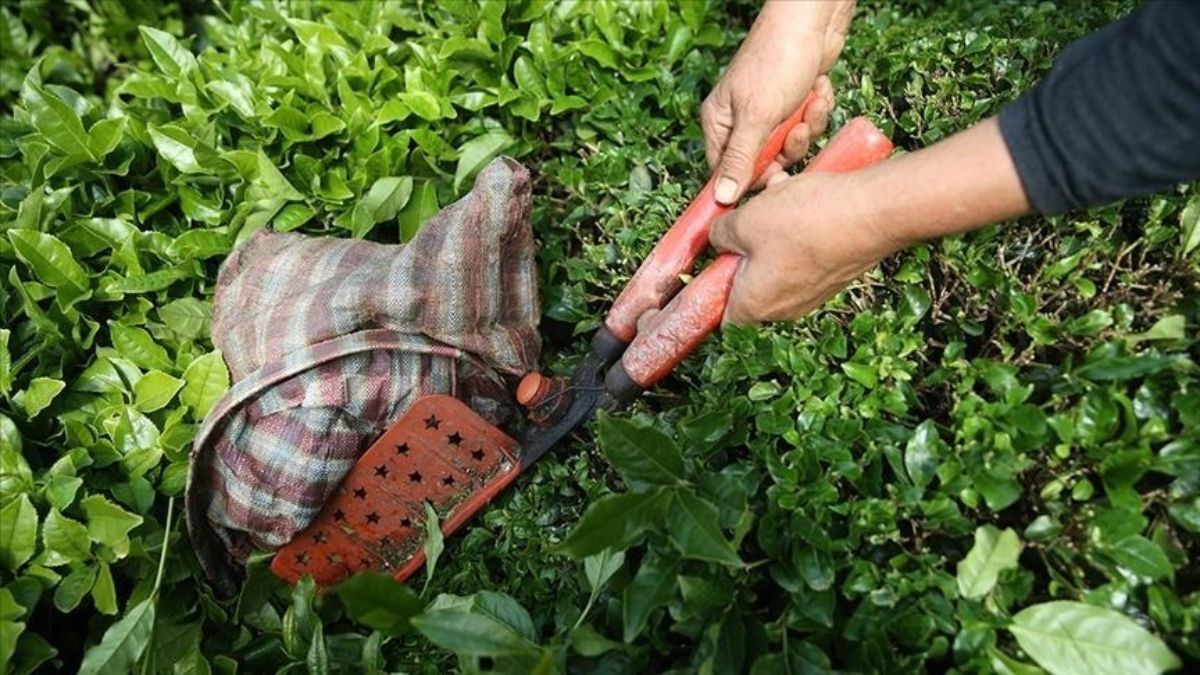 Çay ihracatının yüzde 58'i Rize'den gerçekleştirildi