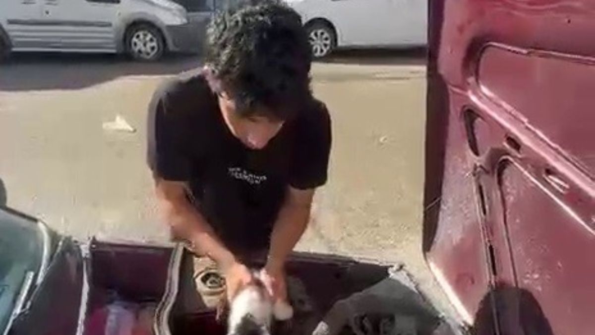Erzurum'da yavru kedi otomobilin motor bölümünde sıkıştı