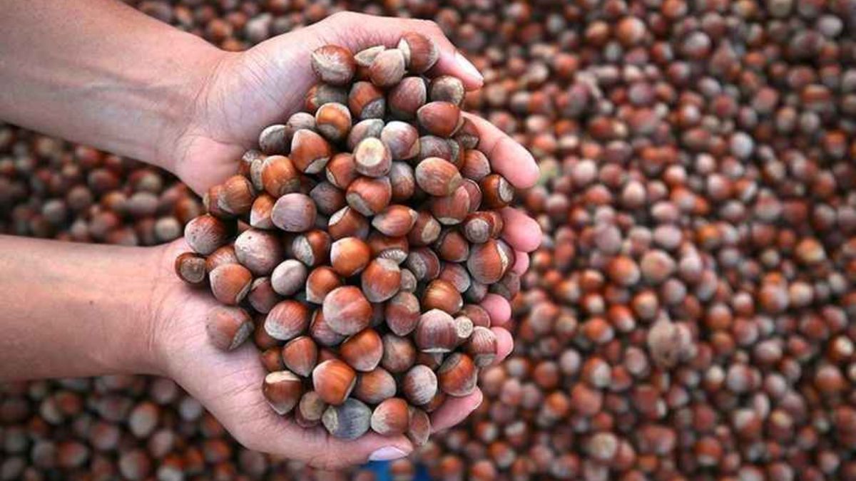 Ordu diyenler yanıldı! Türkiye’nin en çok fındık üreten şehri belli oldu