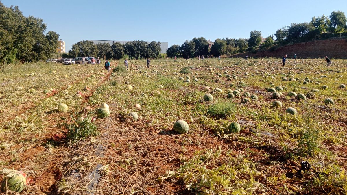 Antalya'da tarlada kalan 120 ton karpuzunu hayrına dağıttı