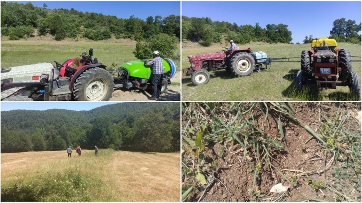 Bursa’da çekirge ile mücadele