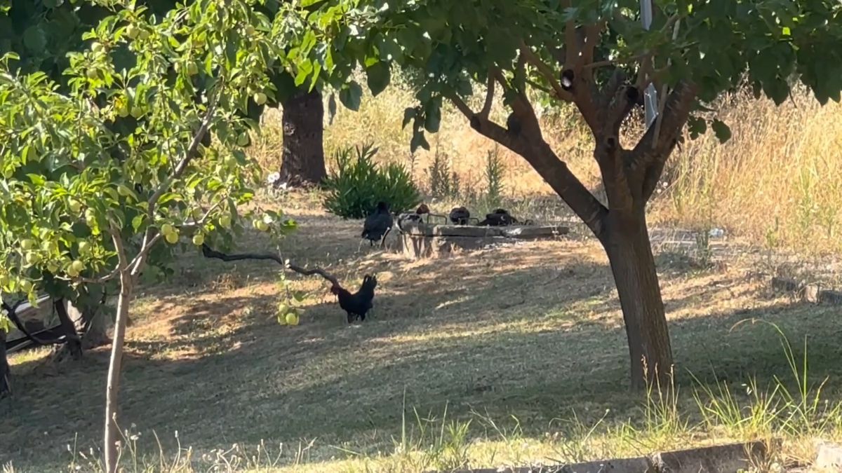 Yalova'da küçük ve büyükbaş ile kanatlı hayvan beslemek yasaklandı