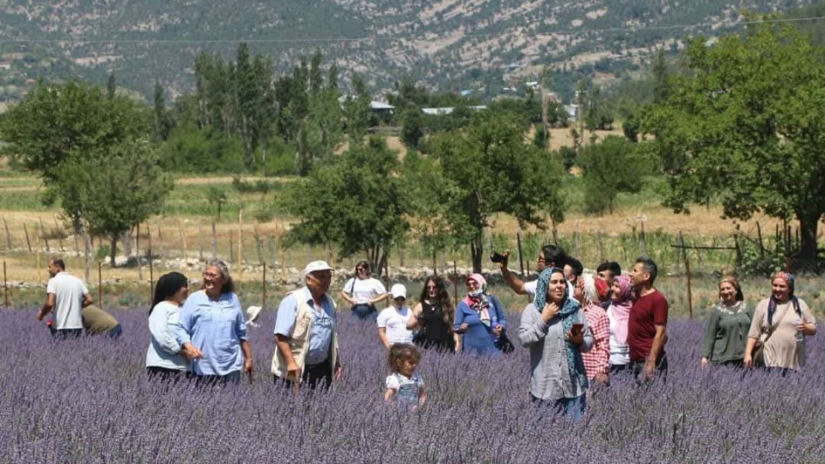 Adana'da lavanta tarlaları dikkati çekiyor