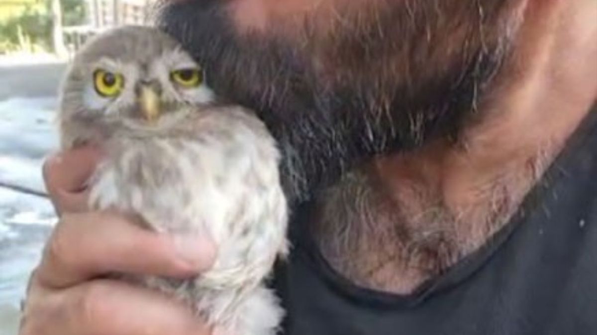 Tunceli'de baykuş kendisiyle ilgilenen vatandaştan ayrılamadı