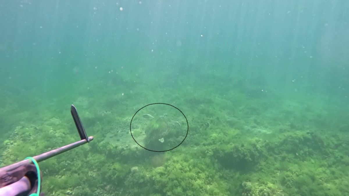 Marmara Denizi’nde bir ilk: Caretta caretta görüntülendi