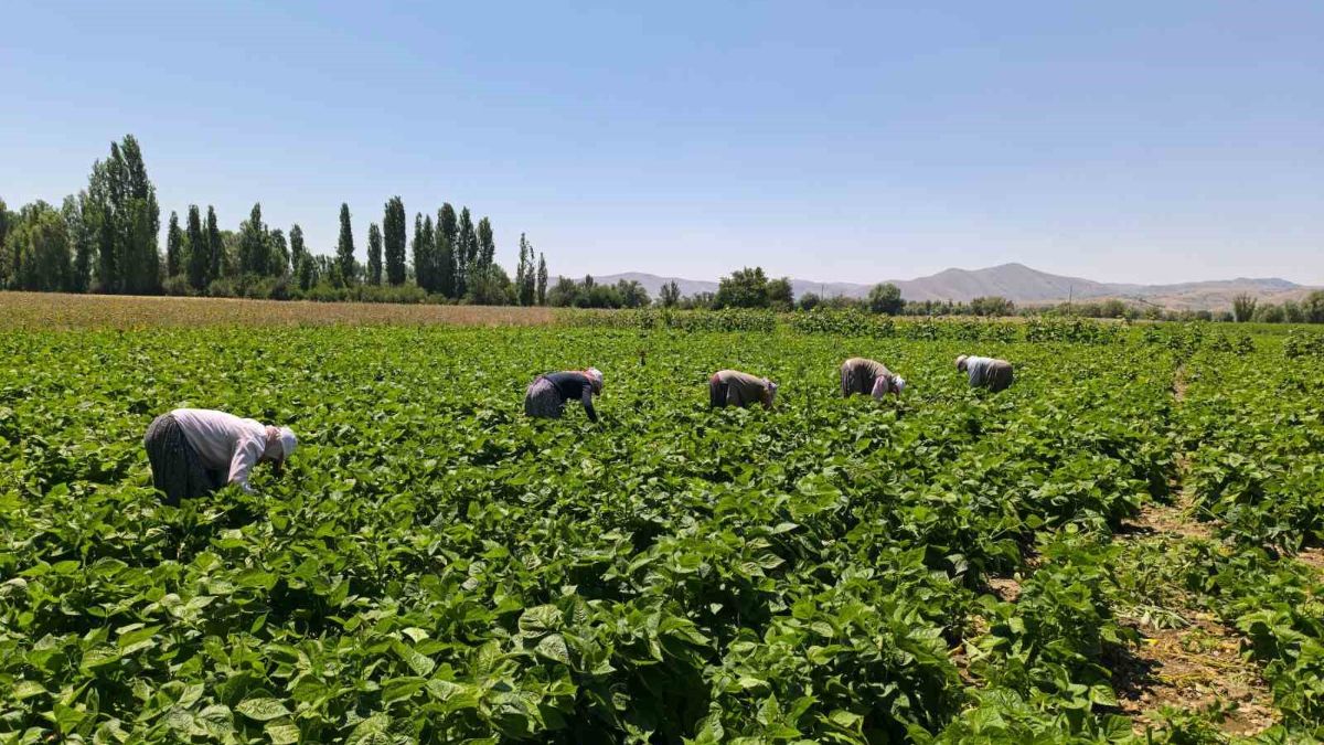 Hasadı başladı, tam yemeklik! Kilosu 15-20 TL...
