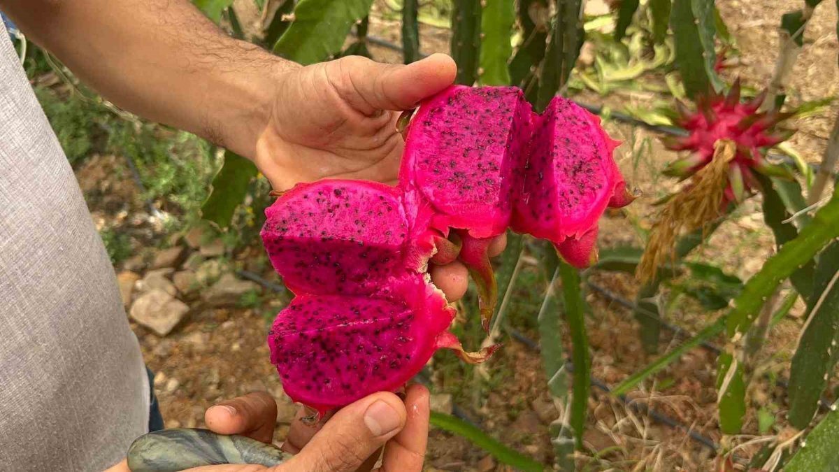 Hem adıyla hem faydasıyla şaşırtıyor: Hasat başladı! Kilosu 200 TL...