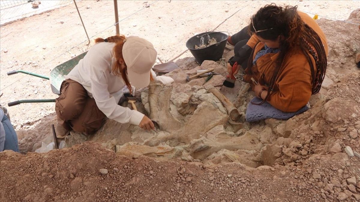 Çankırı'da 9 milyon yıllık fil, gergedan ve zürafa fosili bulundu