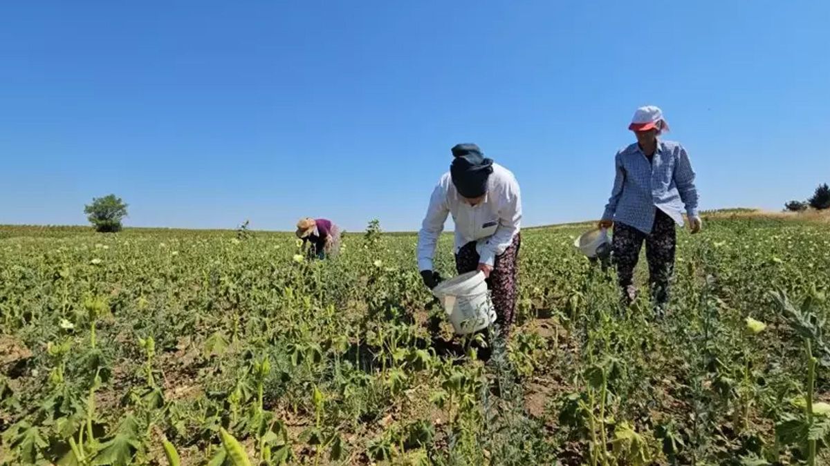 Edirne’de coğrafi işaretli hasadı başladı: Kilosu 250 TL’ye satılıyor, faydaları saymakla bitmiyor