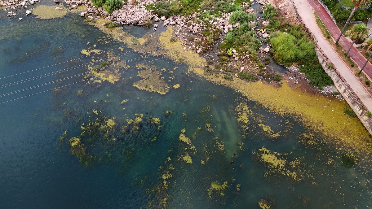 Adana'nın Seyhan Nehri yosun akınına uğradı: Nehrin kenarı çöplerle doldu
