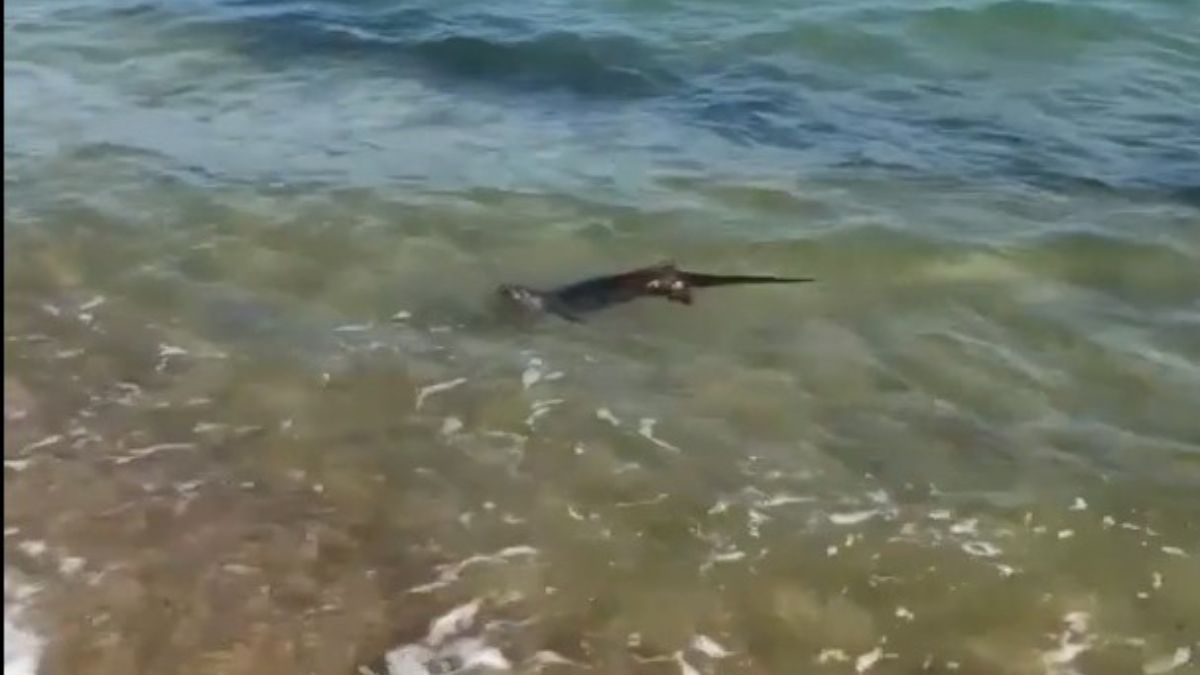 Edirne'de su samurunun deniz keyfi