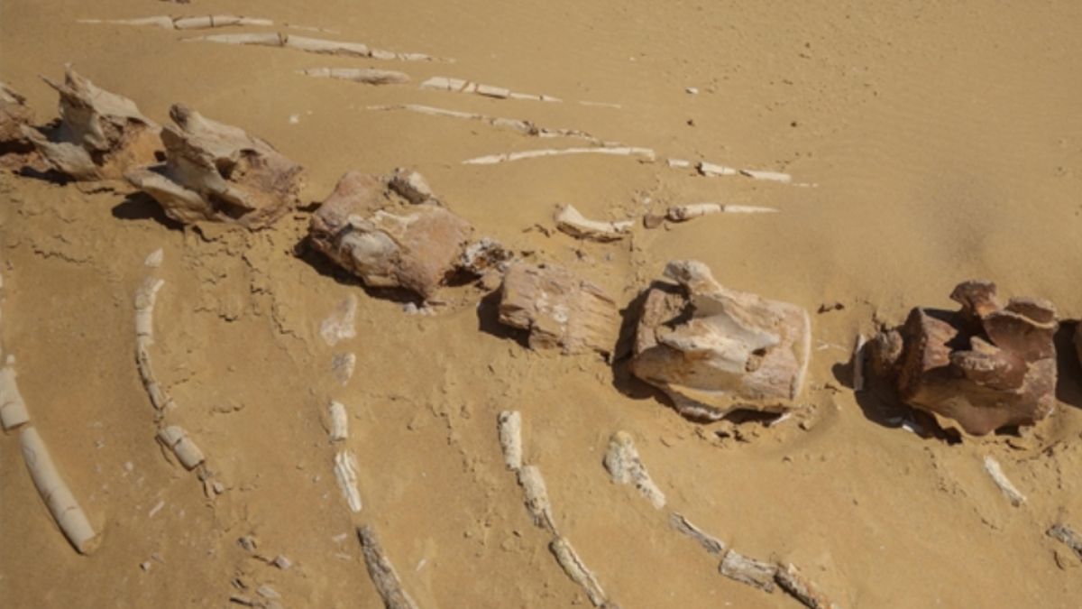 26 milyon yıllık keskin dişli balina türü Avustralya'da bulundu