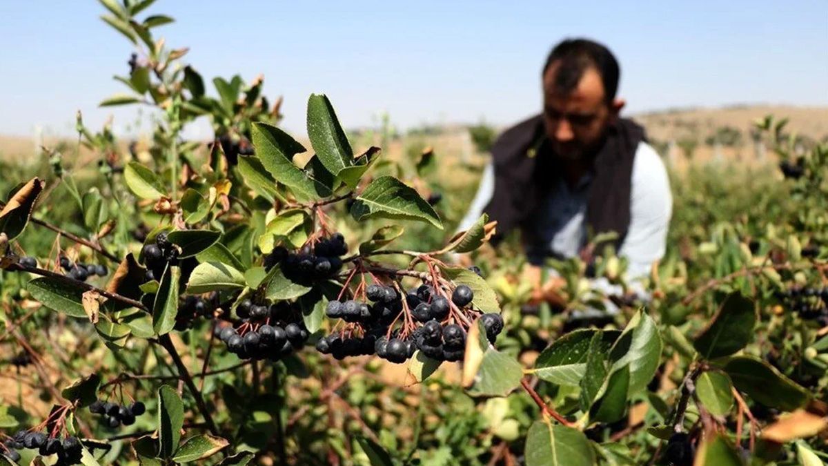 Ekenin yüzünü güldürüyor! Kilosu 500 TL’ye satılıyor, tarım mucizesi olarak görülüyor