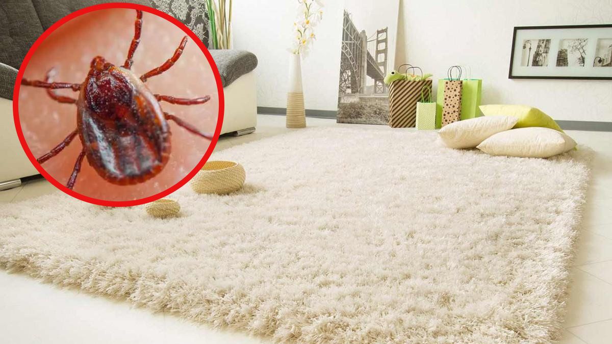 Evinizdeki bu noktalara dikkat! Keneler en çok oralarda gizleniyormuş